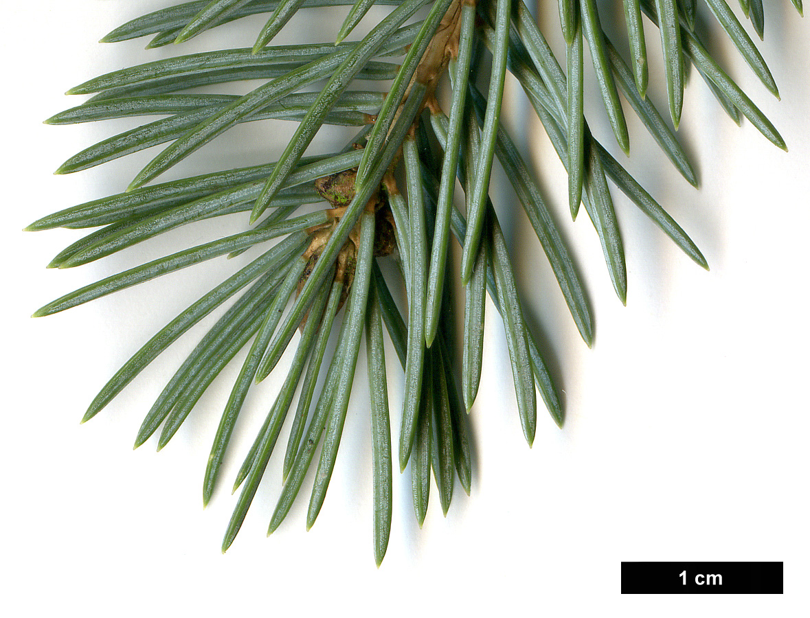 High resolution image: Family: Pinaceae - Genus: Picea - Taxon: pungens - SpeciesSub: Glauca Group